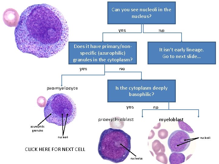 Can you see nucleoli in the nucleus? yes no Does it have primary/nonspecific (azurophilic)