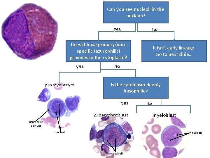 Can you see nucleoli in the nucleus? yes no Does it have primary/nonspecific (azurophilic)
