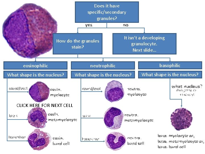 Does it have specific/secondary granules? yes no How do the granules stain? It isn’t