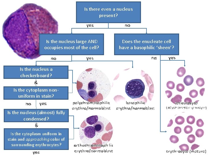 Is there even a nucleus present? yes Is the nucleus large AND occupies most