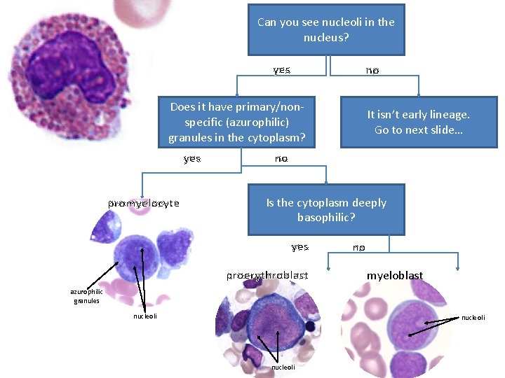 Can you see nucleoli in the nucleus? yes no Does it have primary/nonspecific (azurophilic)