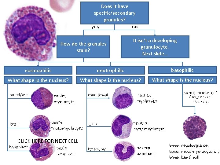 Does it have specific/secondary granules? yes no How do the granules stain? It isn’t