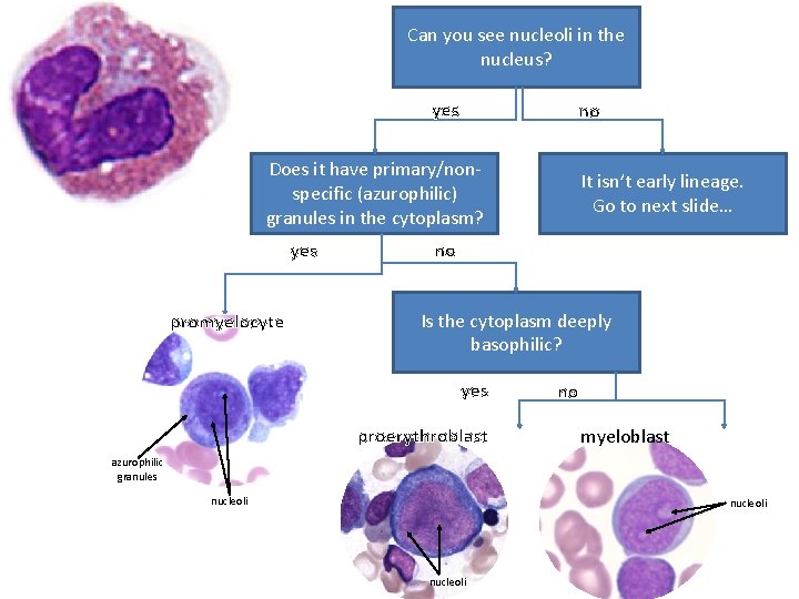 Can you see nucleoli in the nucleus? yes no Does it have primary/nonspecific (azurophilic)