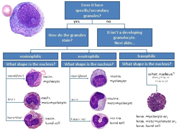 Does it have specific/secondary granules? yes no How do the granules stain? It isn’t