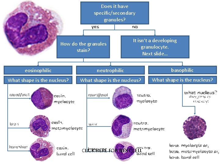 Does it have specific/secondary granules? yes no How do the granules stain? It isn’t