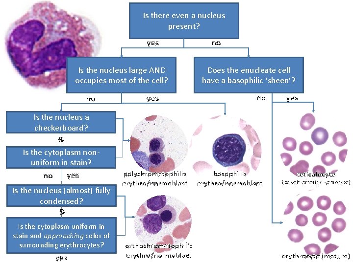 Is there even a nucleus present? yes Is the nucleus large AND occupies most