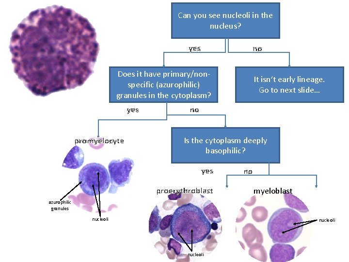 Can you see nucleoli in the nucleus? yes no Does it have primary/nonspecific (azurophilic)