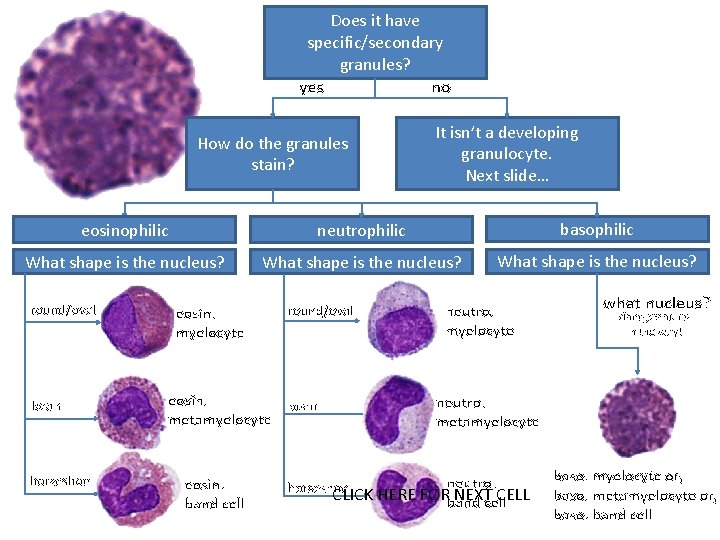 Does it have specific/secondary granules? yes no How do the granules stain? It isn’t