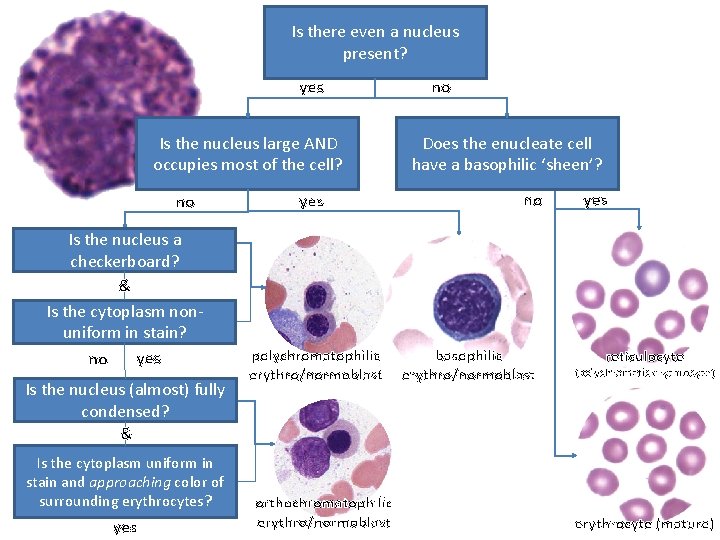 Is there even a nucleus present? yes Is the nucleus large AND occupies most