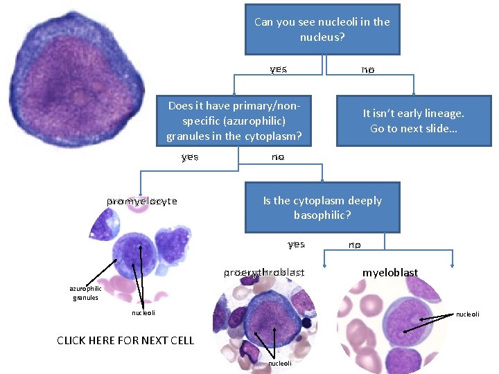 Can you see nucleoli in the nucleus? yes no Does it have primary/nonspecific (azurophilic)