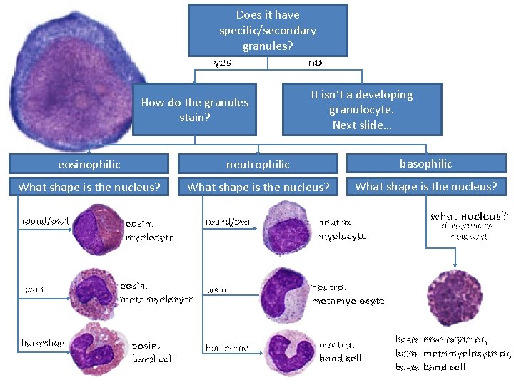 Does it have specific/secondary granules? yes no How do the granules stain? It isn’t