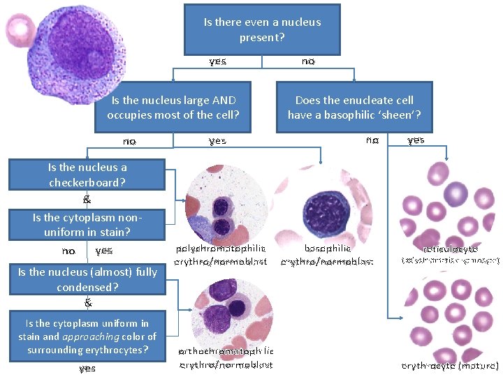 Is there even a nucleus present? yes Is the nucleus large AND occupies most