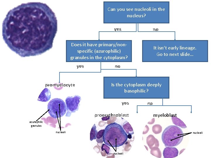 Can you see nucleoli in the nucleus? yes no Does it have primary/nonspecific (azurophilic)