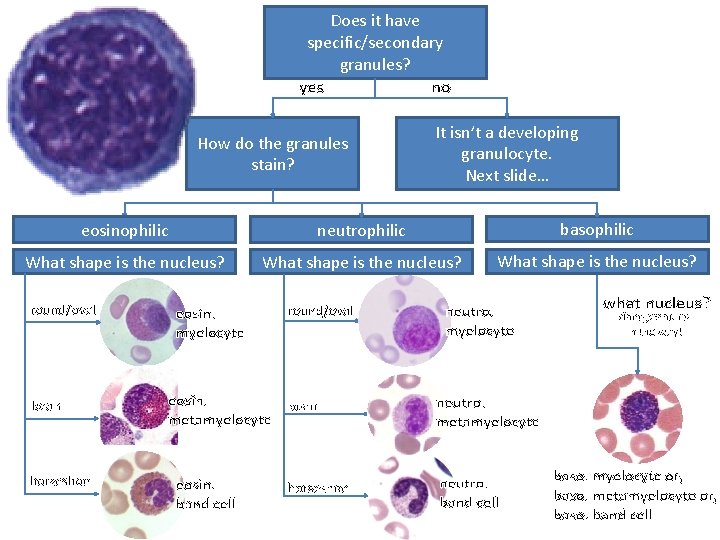Does it have specific/secondary granules? yes no How do the granules stain? It isn’t