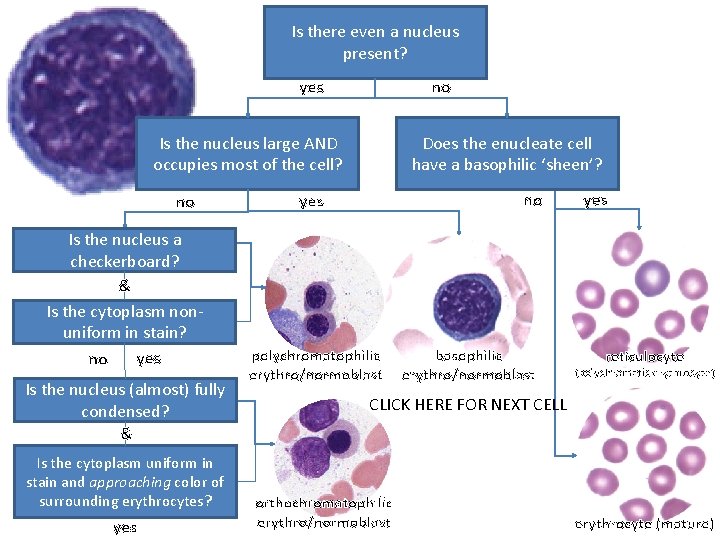 Is there even a nucleus present? yes no Does the enucleate cell have a
