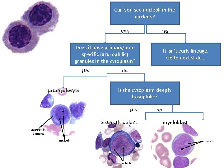 Can you see nucleoli in the nucleus? yes no Does it have primary/nonspecific (azurophilic)