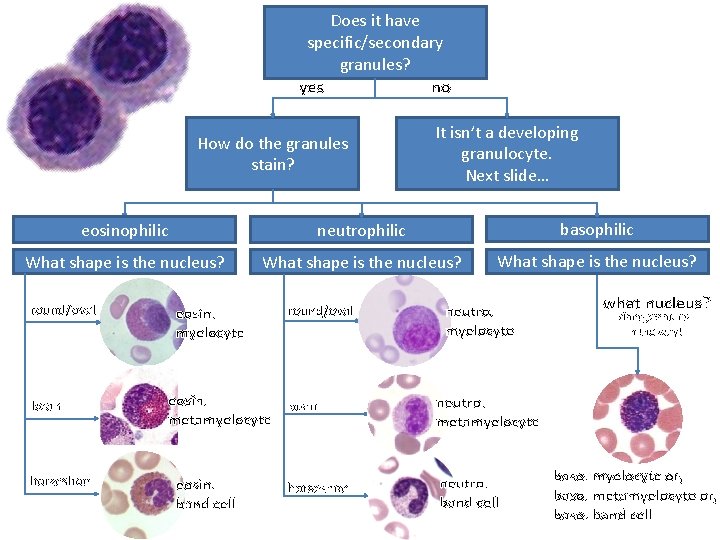 Does it have specific/secondary granules? yes no How do the granules stain? It isn’t