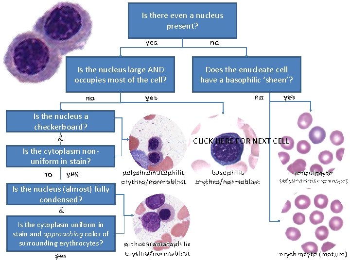 Is there even a nucleus present? yes Is the nucleus large AND occupies most