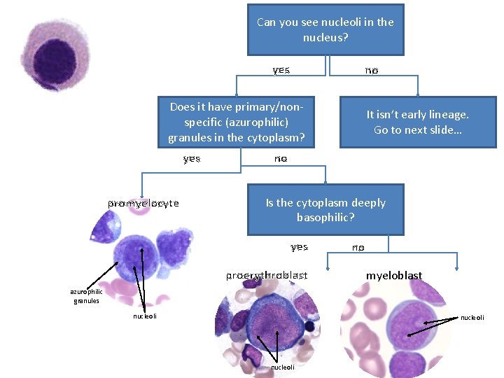 Can you see nucleoli in the nucleus? yes no Does it have primary/nonspecific (azurophilic)