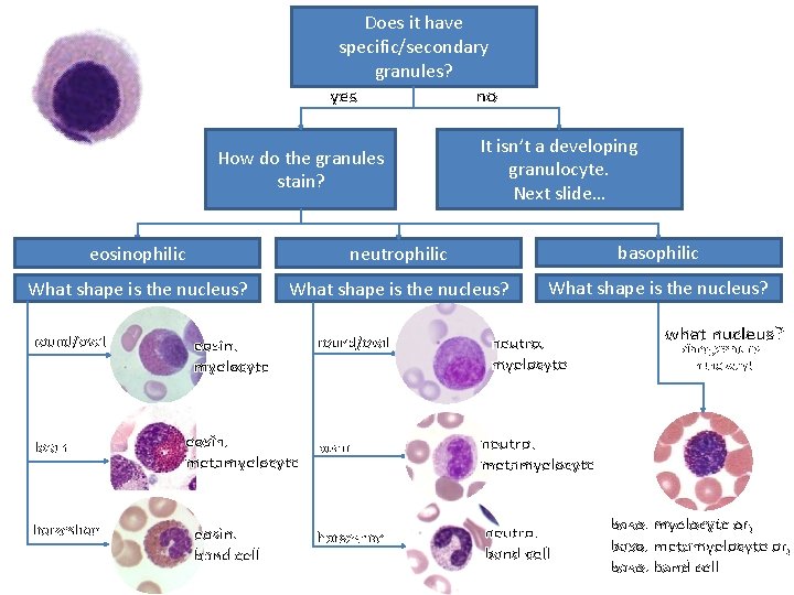 Does it have specific/secondary granules? yes no How do the granules stain? It isn’t