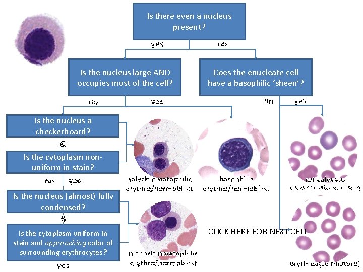 Is there even a nucleus present? yes Is the nucleus large AND occupies most