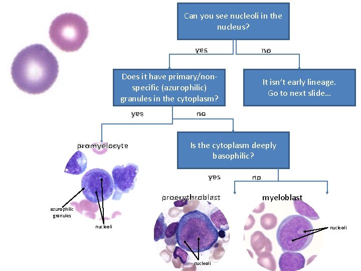 Can you see nucleoli in the nucleus? yes no Does it have primary/nonspecific (azurophilic)