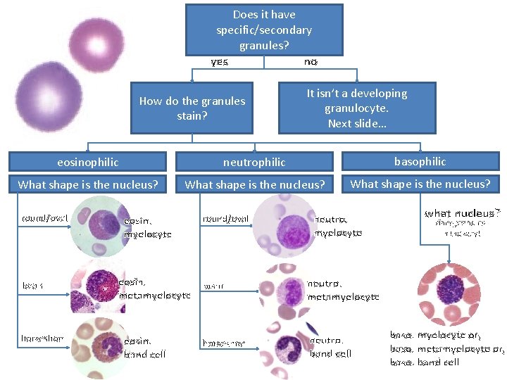 Does it have specific/secondary granules? yes no How do the granules stain? It isn’t