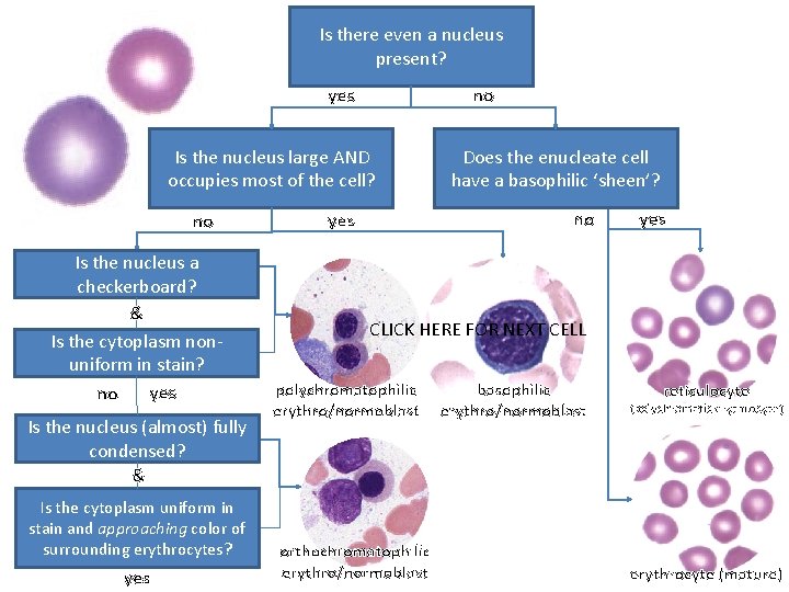 Is there even a nucleus present? yes no Is the nucleus large AND occupies