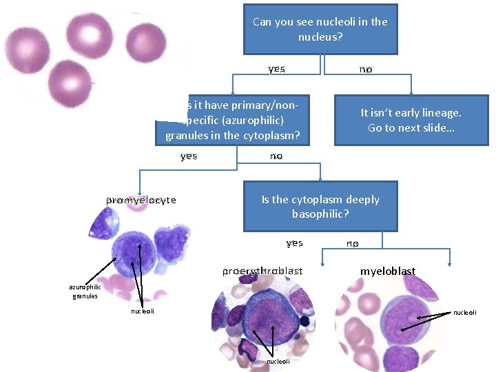 Can you see nucleoli in the nucleus? yes no Does it have primary/nonspecific (azurophilic)