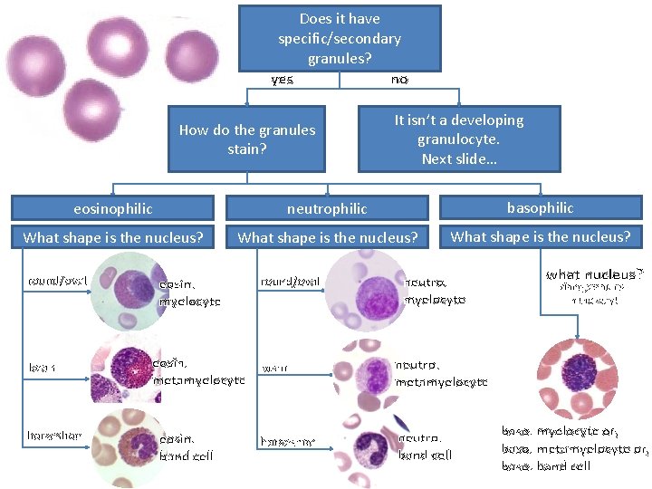 Does it have specific/secondary granules? yes no How do the granules stain? It isn’t