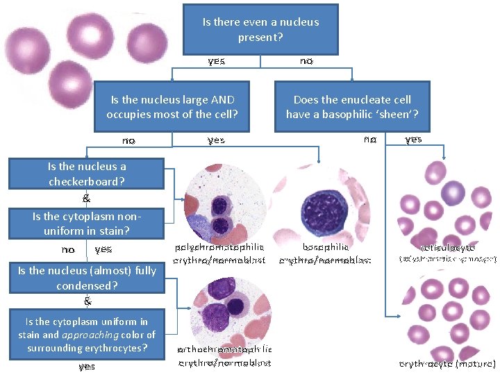 Is there even a nucleus present? yes Is the nucleus large AND occupies most