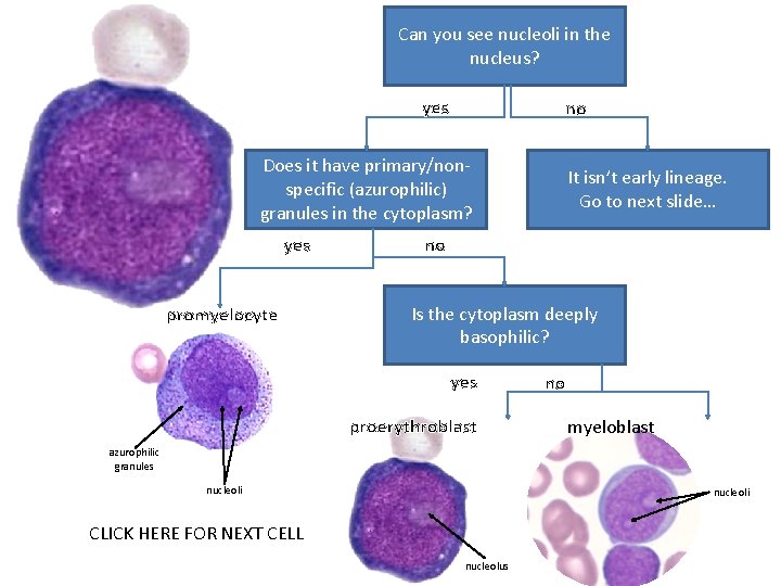 Can you see nucleoli in the nucleus? yes no Does it have primary/nonspecific (azurophilic)