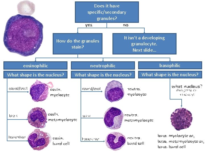 Does it have specific/secondary granules? yes no How do the granules stain? It isn’t