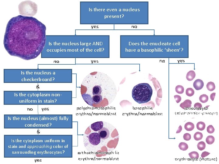Is there even a nucleus present? yes Is the nucleus large AND occupies most