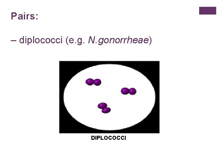 Pairs: – diplococci (e. g. N. gonorrheae) DIPLOCOCCI 