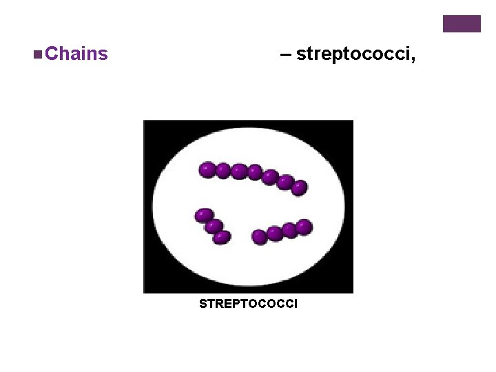 n Chains – streptococci, STREPTOCOCCI 