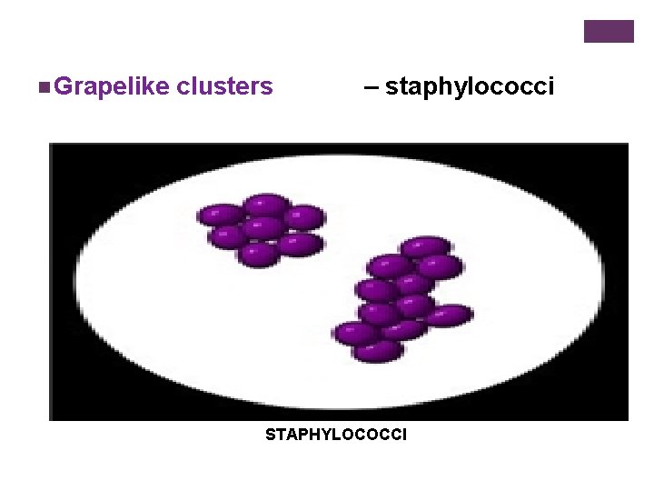 n Grapelike clusters – staphylococci STAPHYLOCOCCI 