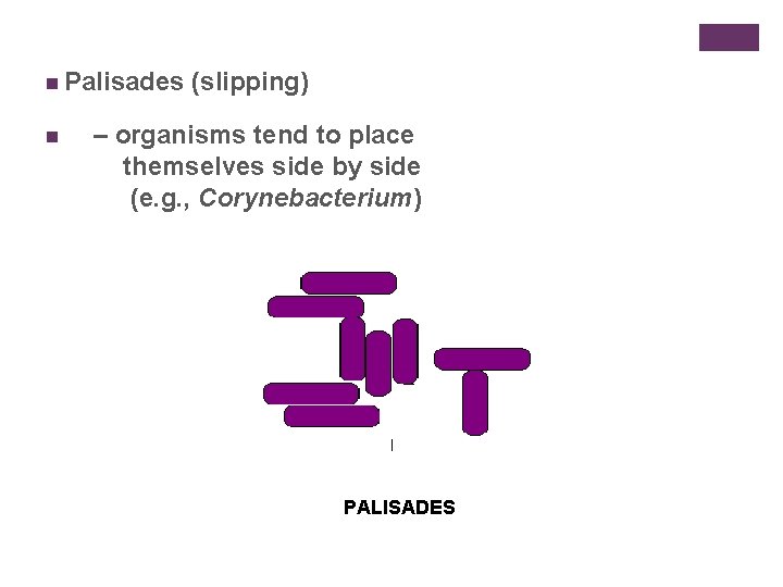 n Palisades n (slipping) – organisms tend to place themselves side by side (e.