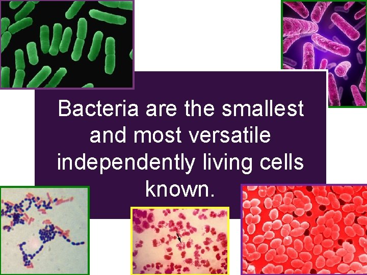 + Bacteria are the smallest and most versatile independently living cells known. 