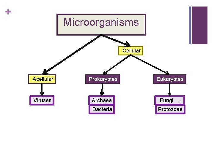 + Microorganisms Cellular Acellular Prokaryotes Viruses Archaea Bacteria Eukaryotes Fungi . Protozoae 