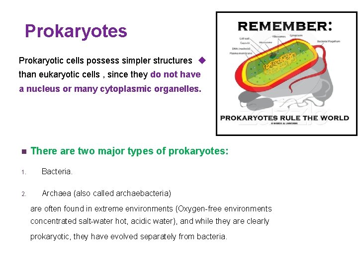 Prokaryotes Prokaryotic cells possess simpler structures u than eukaryotic cells , since they do