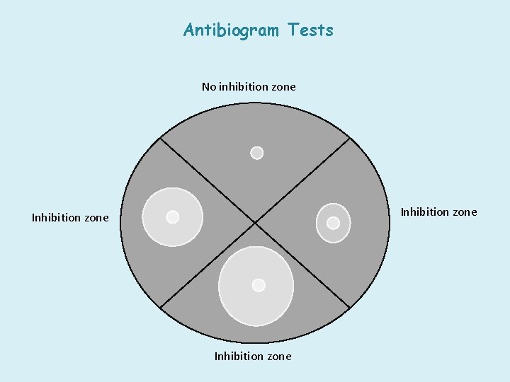 Antibiogram Tests No inhibition zone Inhibition zone 