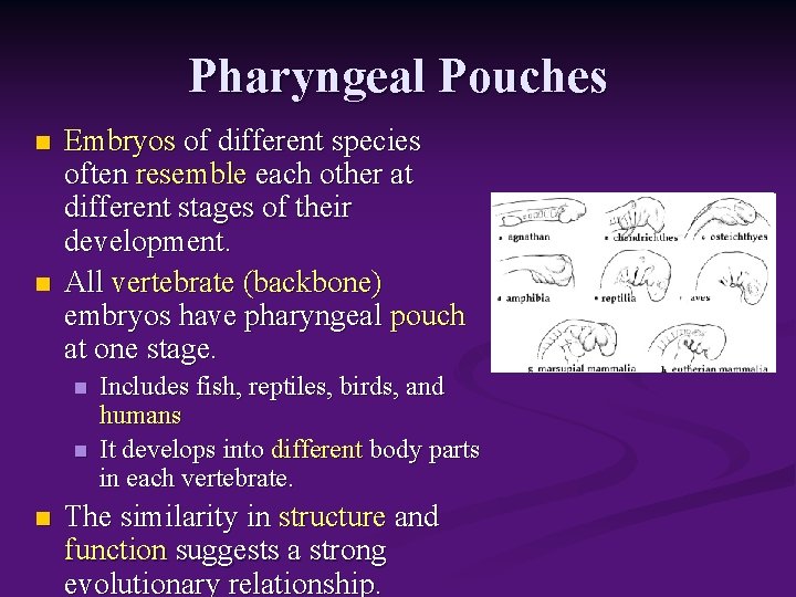 Pharyngeal Pouches n n Embryos of different species often resemble each other at different