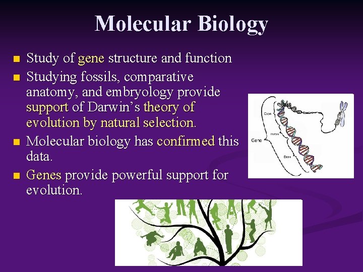 Molecular Biology n n Study of gene structure and function Studying fossils, comparative anatomy,