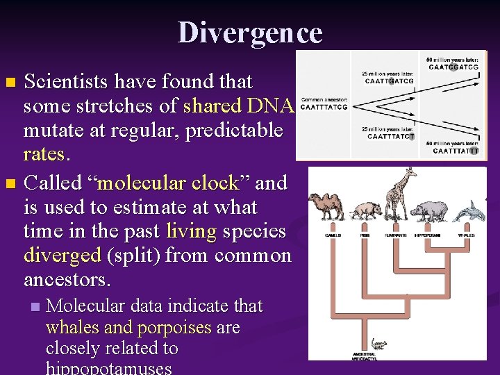 Divergence Scientists have found that some stretches of shared DNA mutate at regular, predictable