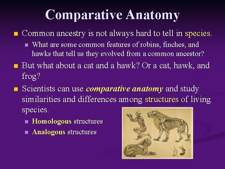 Comparative Anatomy n Common ancestry is not always hard to tell in species. n