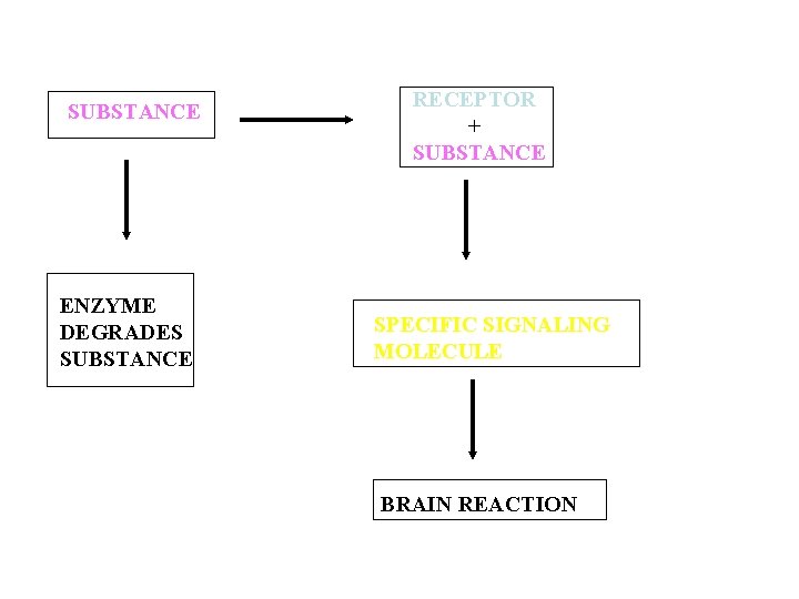 SUBSTANCE ENZYME DEGRADES SUBSTANCE RECEPTOR + SUBSTANCE SPECIFIC SIGNALING MOLECULE BRAIN REACTION 