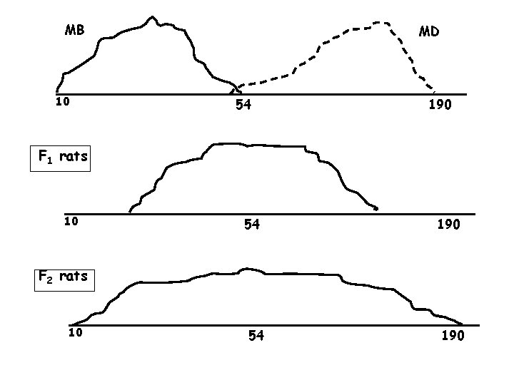 MB 10 MD 54 190 F 1 rats 10 54 190 F 2 rats