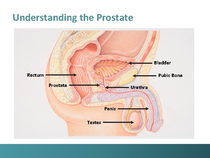 Understanding the Prostate Bladder Rectum Pubic Bone Prostate Urethra Penis Testes 