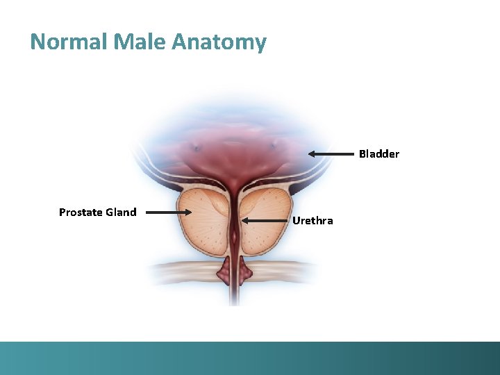 Normal Male Anatomy Bladder Prostate Gland Urethra 